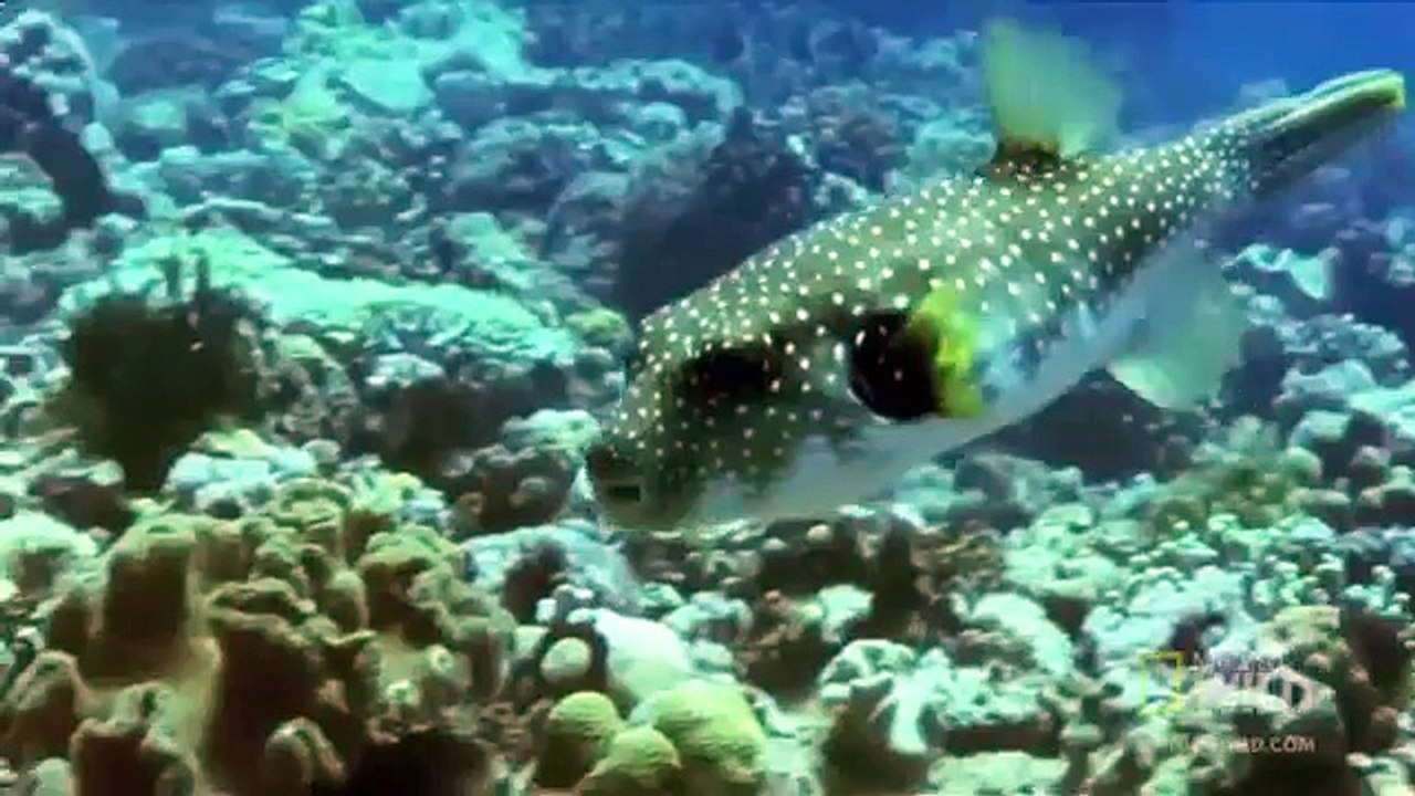 МУРЕНА ПРОТИВ РЫБЫ-ФУГУ