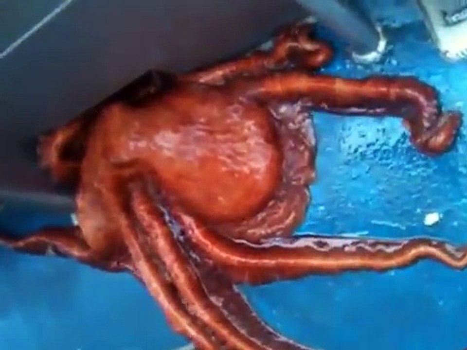 Осьминог сбежал с корабля