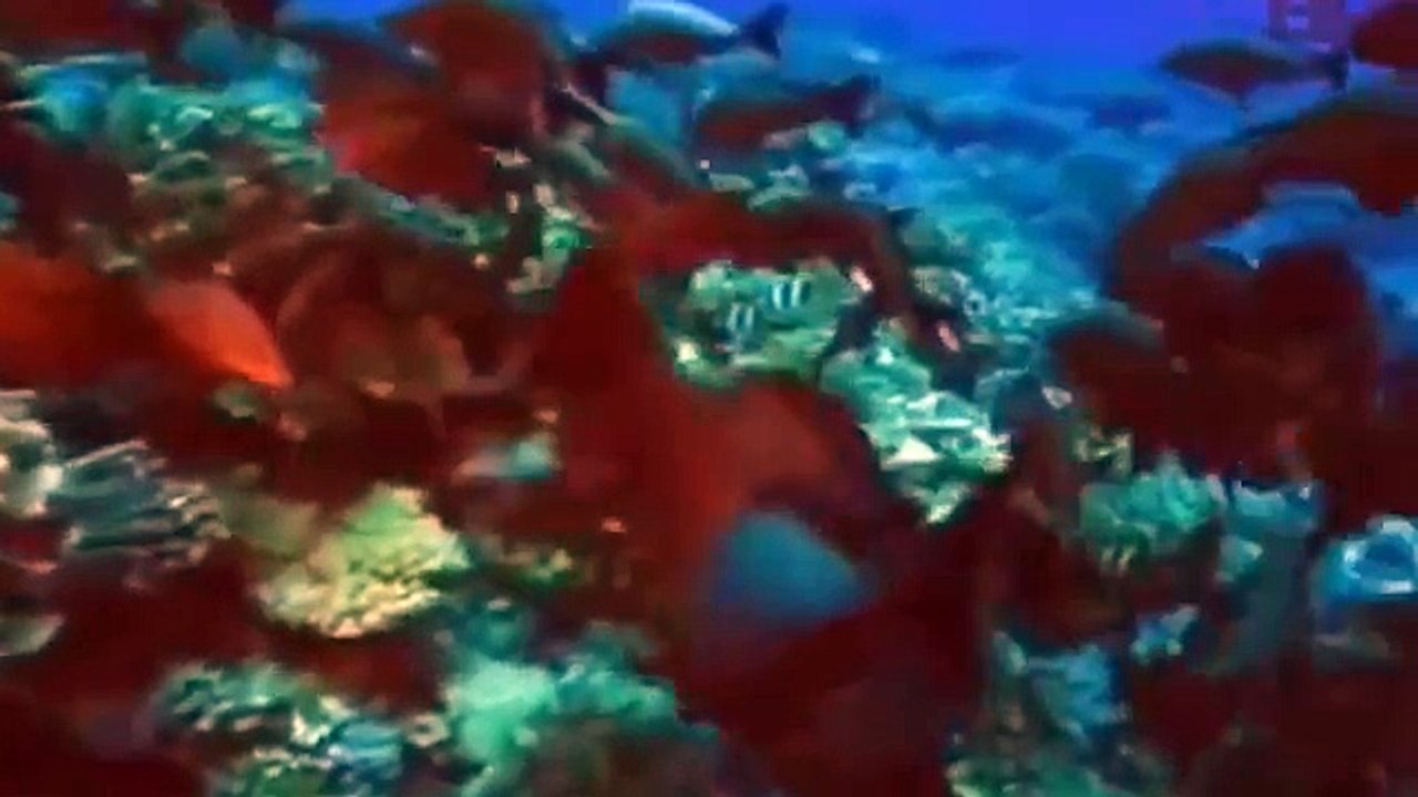 Электрический скат направляет смертельный ток на добычу.