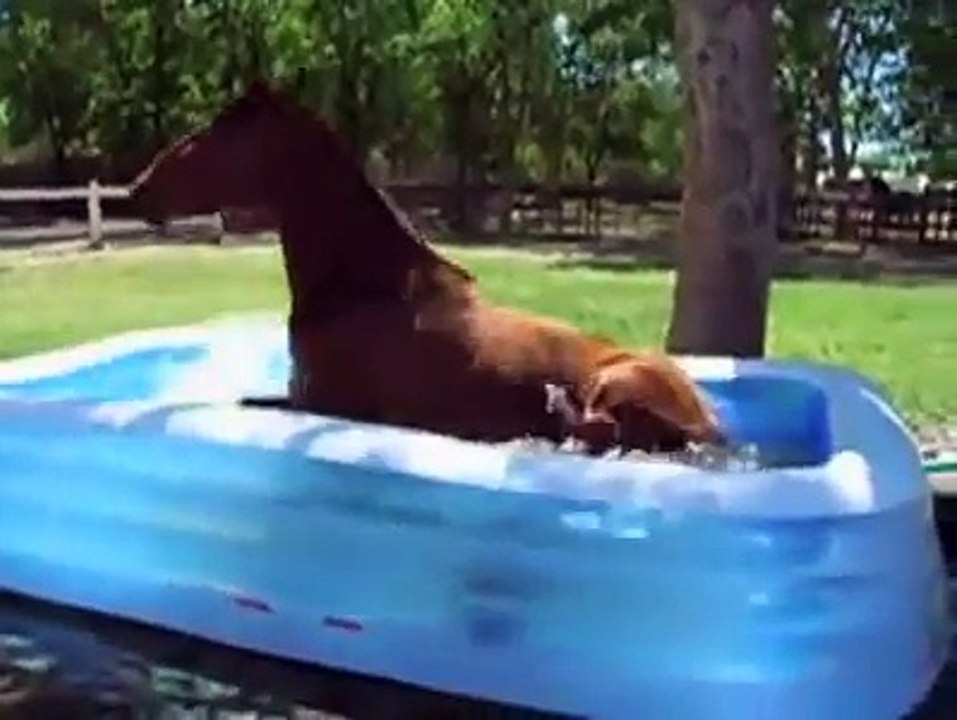 Horse Playing