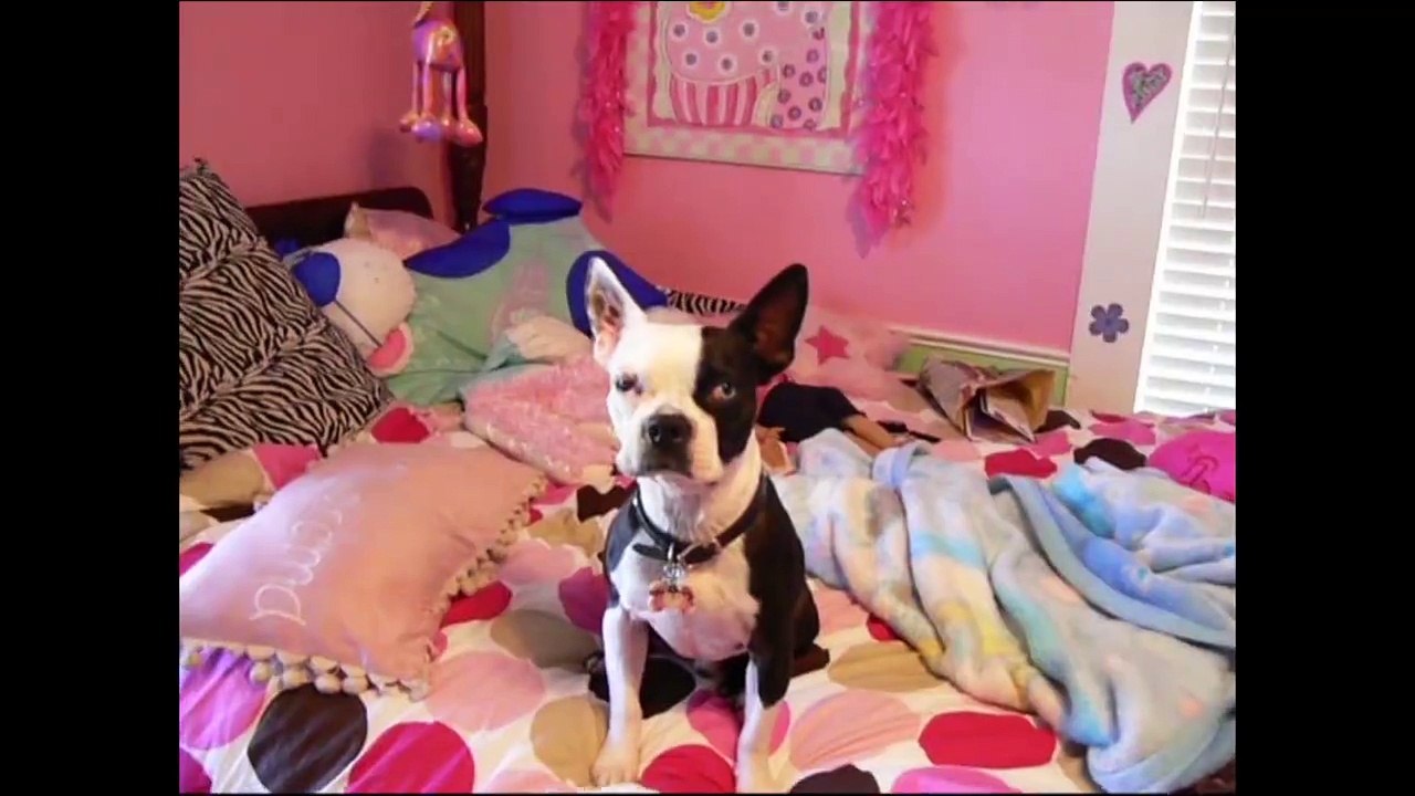 Ce chien et son maitre hurlent à la mort - trop mignon