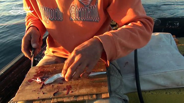 lufer icin zargana fileto yemin hazirlanisi denizsozluk.com