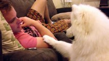 Samoyed puppy hugs #2