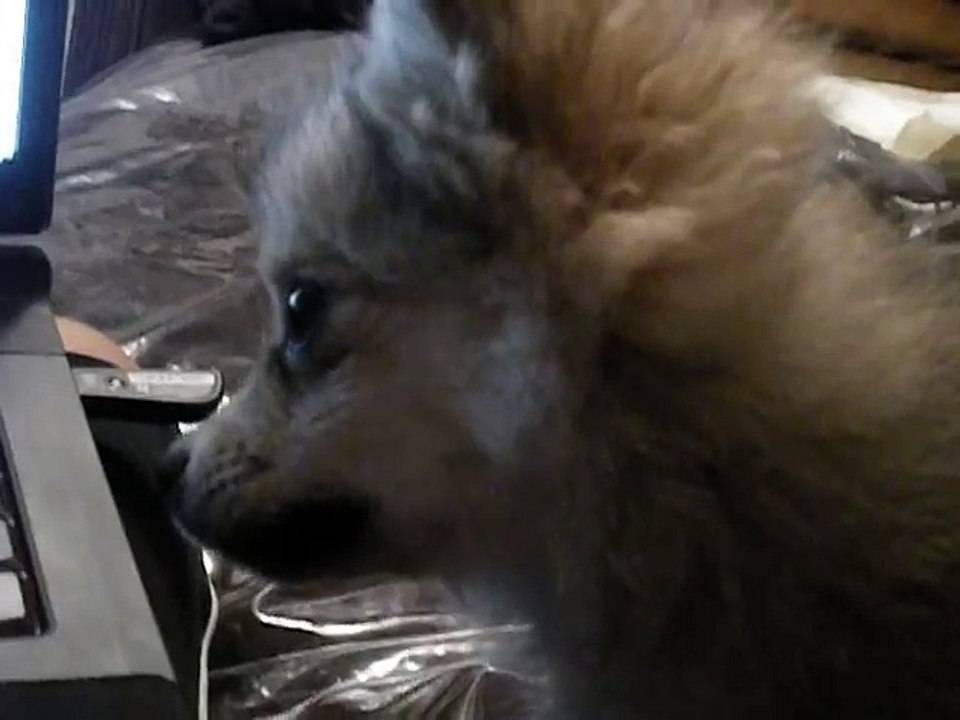 wolf howl