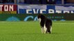 Cat invades pitch during Everton v Dag & Red (Emirates FA Cup R3) | Snapshots