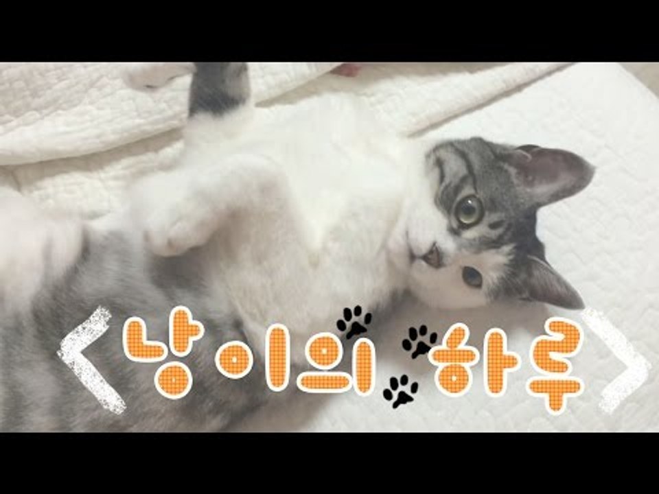 [뷰티DaDa] 뷰티DaDa 마스코트 낭이는 어떻게 지내나요?ㅣ고양이 낭이의 하루