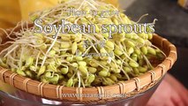 Amazing Viedo How to grow Soybean Sprouts Kongnamul.