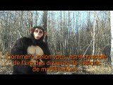 L'ADN du chimpanzé est-il si proche de celui de l'Homme ?