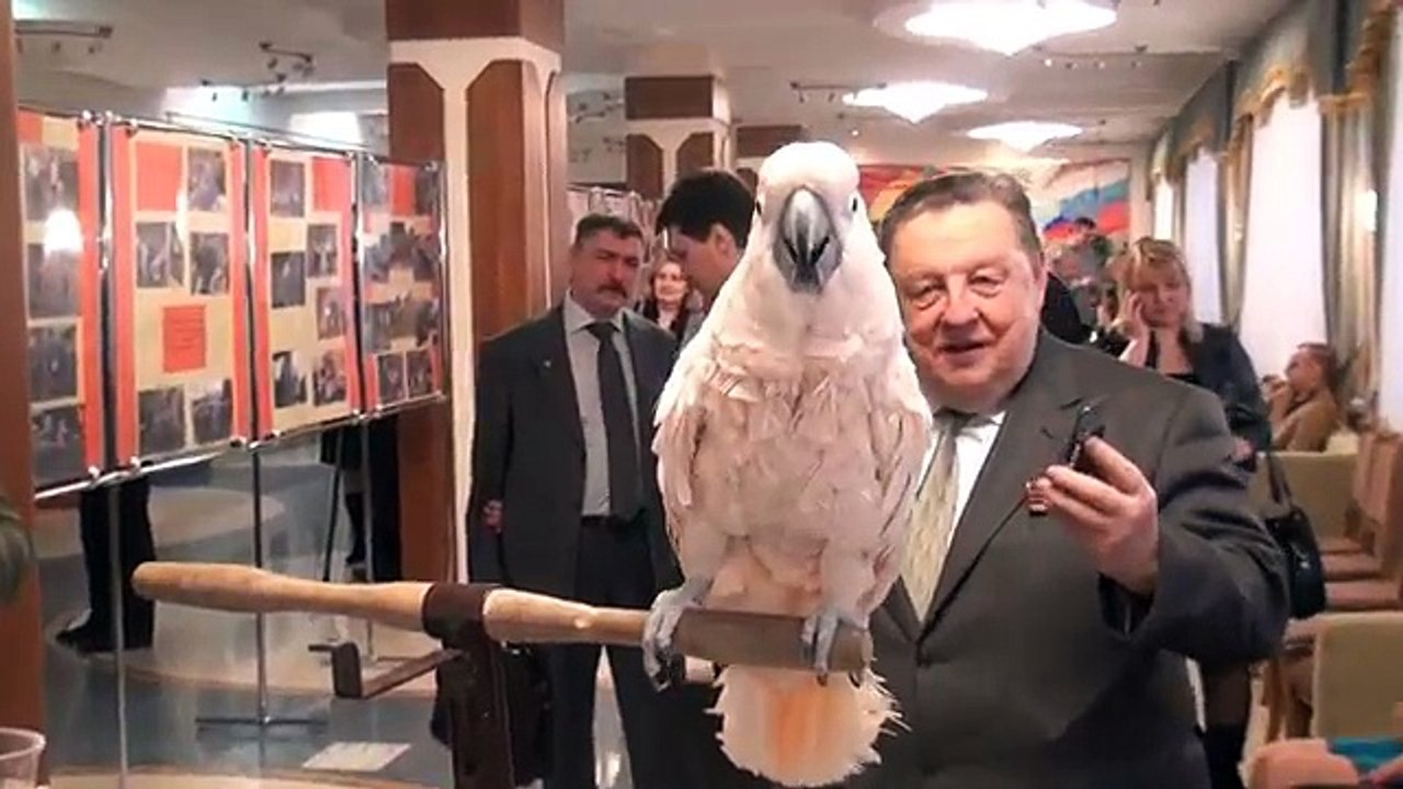 попугай кадрит девчонок