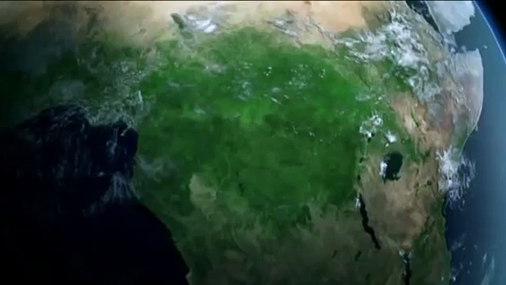 ⁣тигр нападает на страуса
