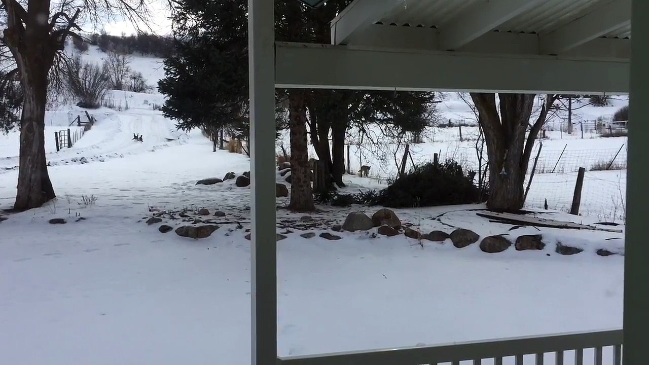 3 bébés Puma viennent jusque sur le porche de cette maison. Magnifique