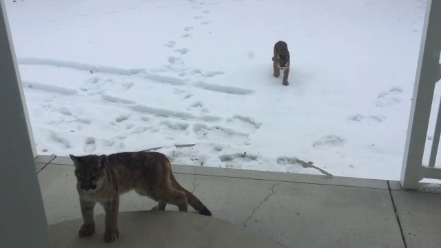 Three cute Mountain Lions Cubs come to House front Porch!