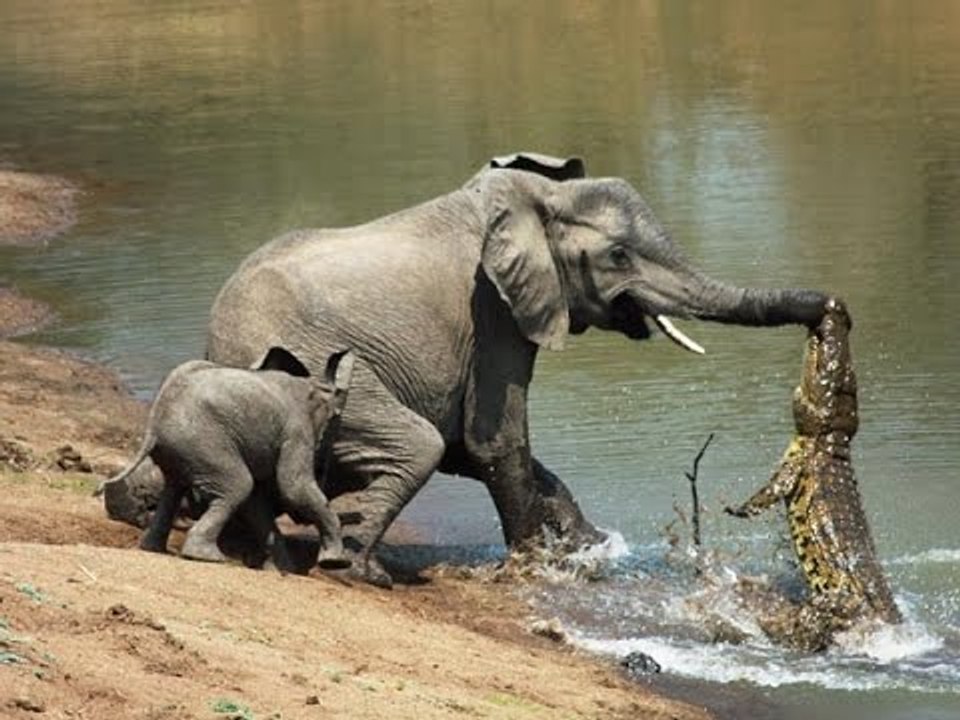 crocodile attacks Top 10 HD