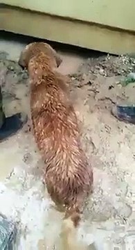 Cette chienne sauve la vie de son chiot qui se noyait