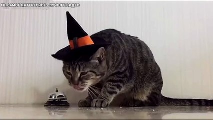 Кот дрессирует хозяина.