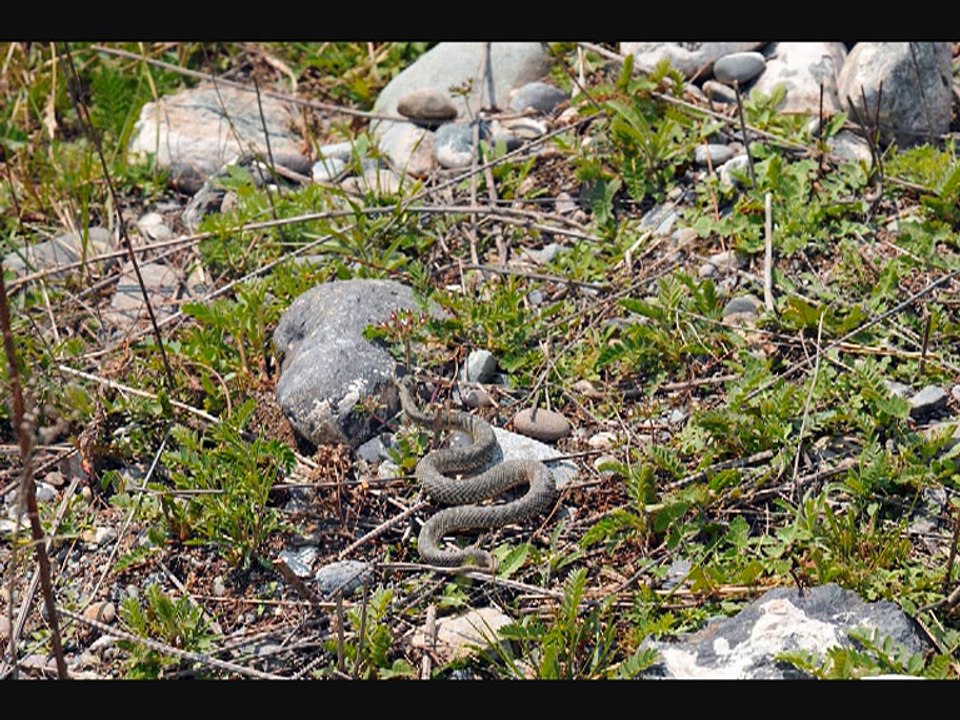 Республика Алтай. Чемальский район. Село Чемал