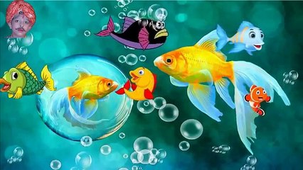 Nursery Rhyme   Hippo Fish Ducks Rabbits Funny Finger Family Video   Nursery Rhymes Compilation