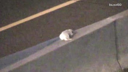 Puppy rescued after becoming stranded on freeway during rush hour