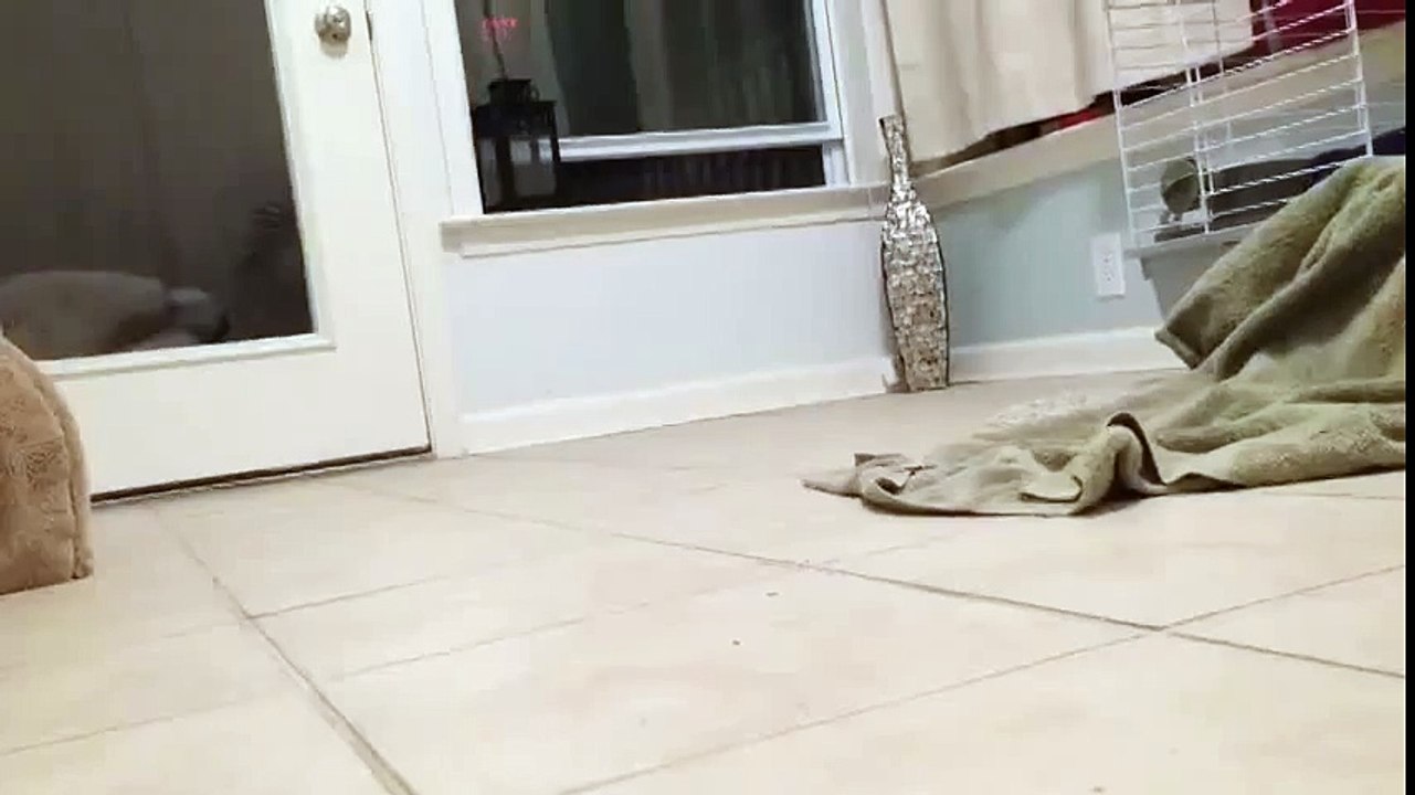 lapin-en-train-de-diner-videos-droles