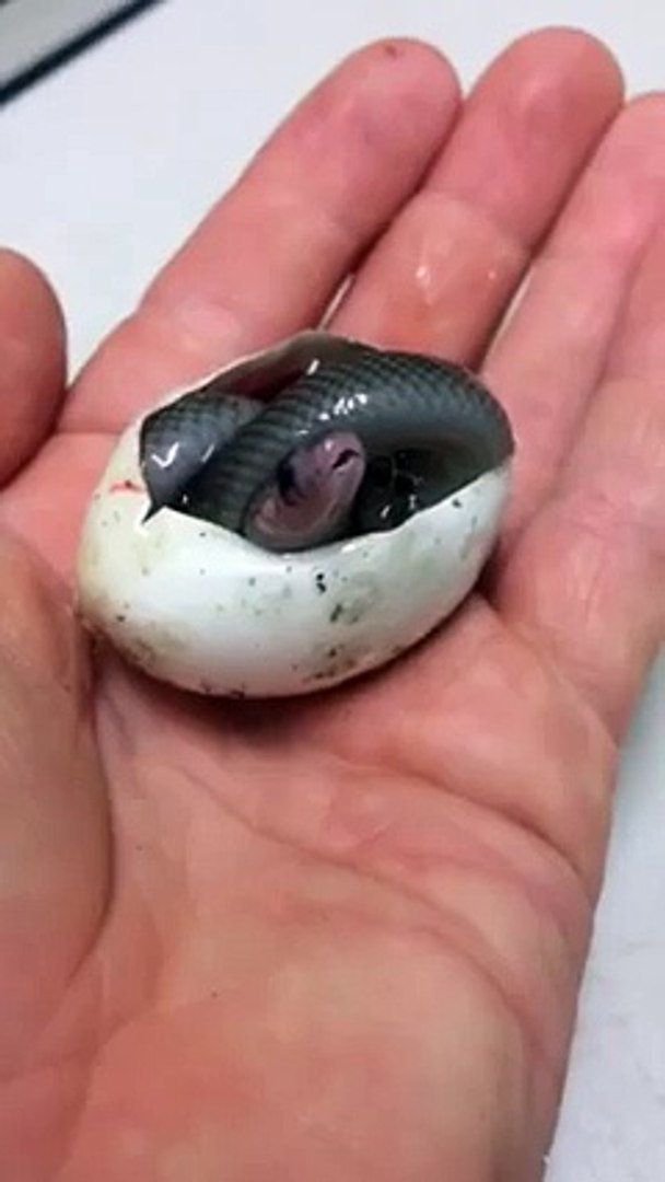 Avez Vous Deja Assiste A La Naissance D Un Serpent Video Dailymotion