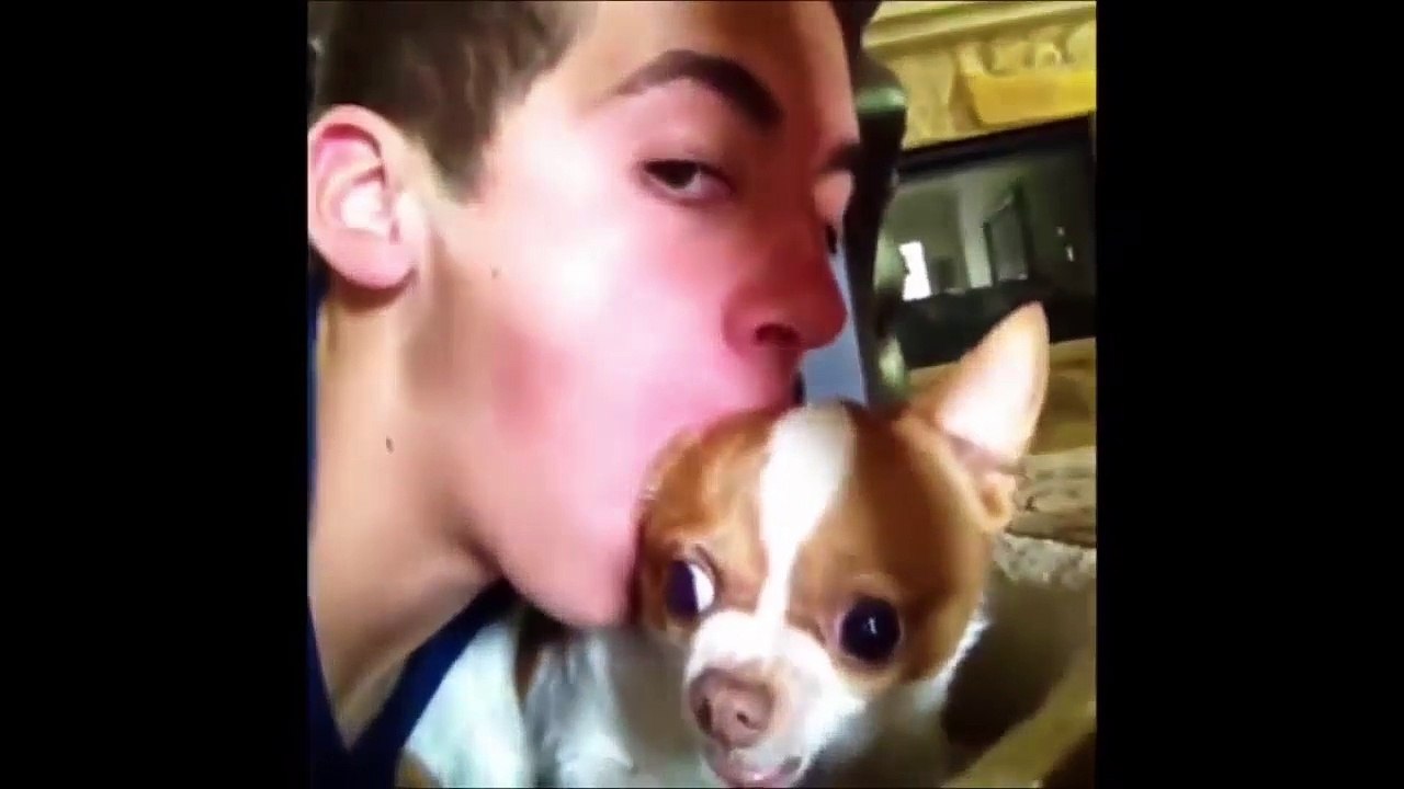 Funny Dogs Video Compilation