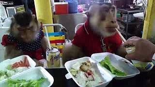 Liveleak   Lanch time - two serious monkeys eat in cafe (funny video)