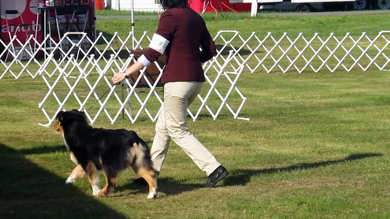 Dog Sow 2014