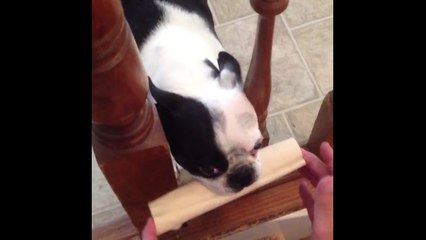 Dogs With Sticks Funy cute