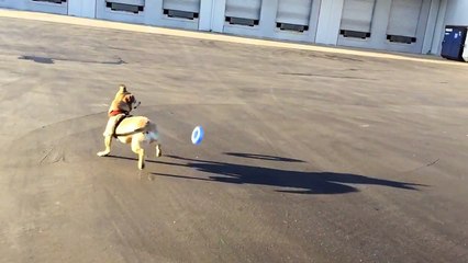 Funny Dog - Dog can't catch it