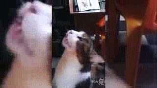 Typical cat with devil inside him   Funny cat 2015