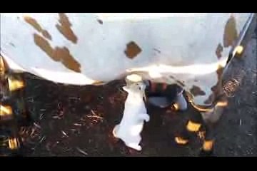 Funny cat compilation July 2015 - Funny Cat Videos -