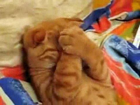 Funny Cats - Смешные кошки - Лучшие коты 2010 года -