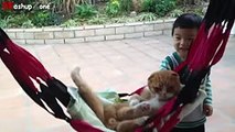 Funny Cats Acting Like Humans Compilation 2015 -