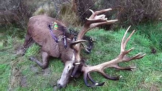 Red Stag Archery Hunting New Zealand