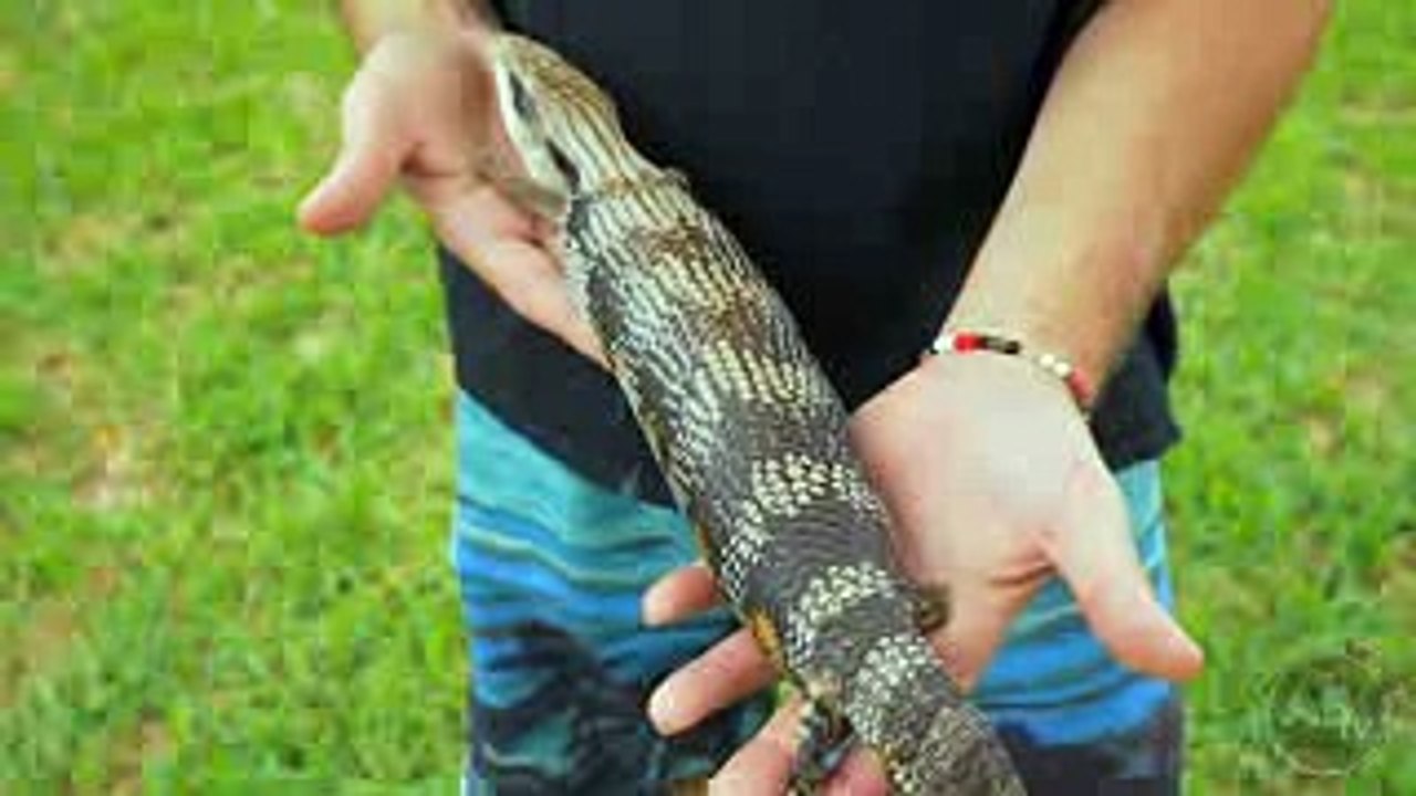 All About Blue Tongues! CrittaCam - Ep. 56   AnimalBytesTV