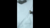 Lontras curtem a vida adoidado na neve