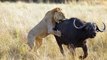 Documentary Animals WILD Lions Hunting Discovery Animals Documentary Shap LionsTV