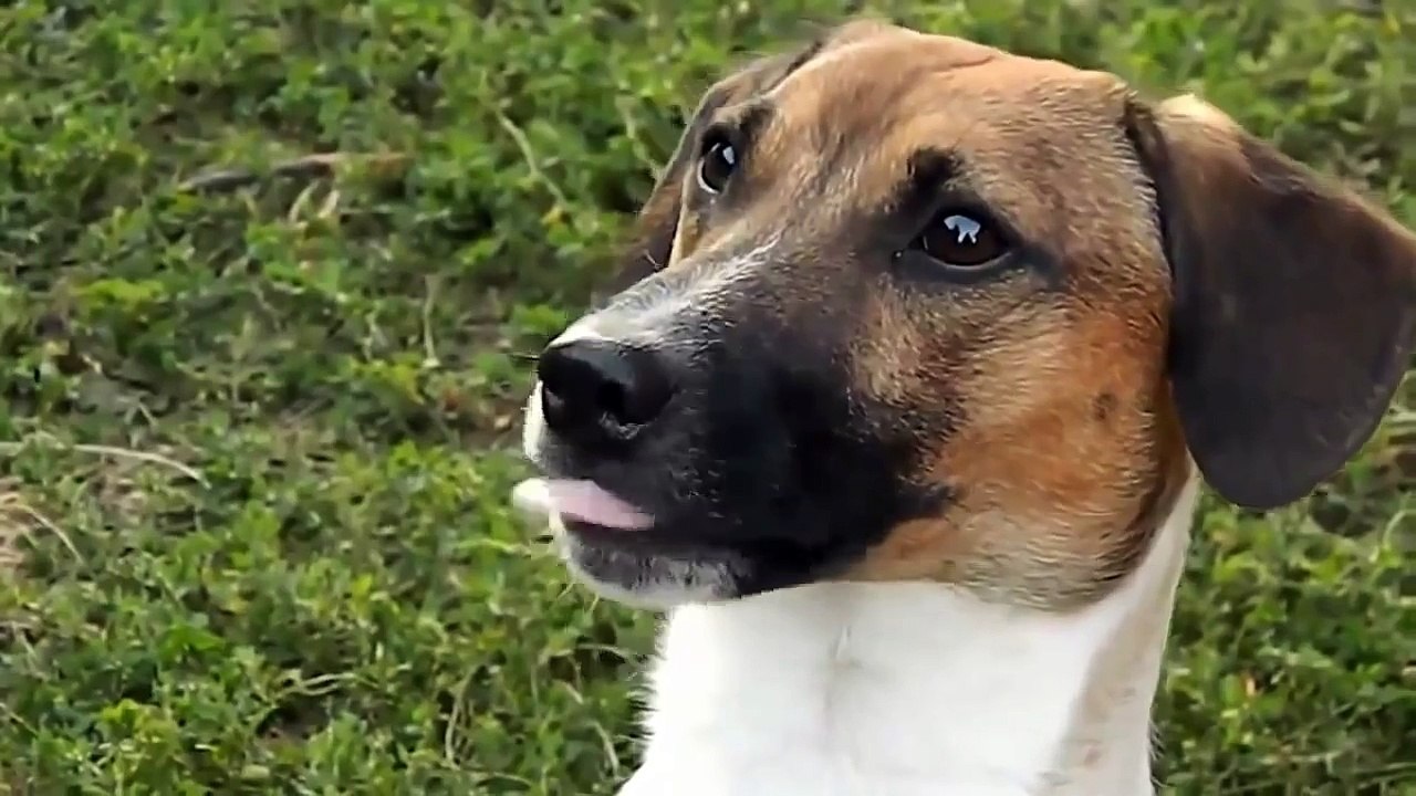 Ultimate funny dog videos compilation 2016 #1