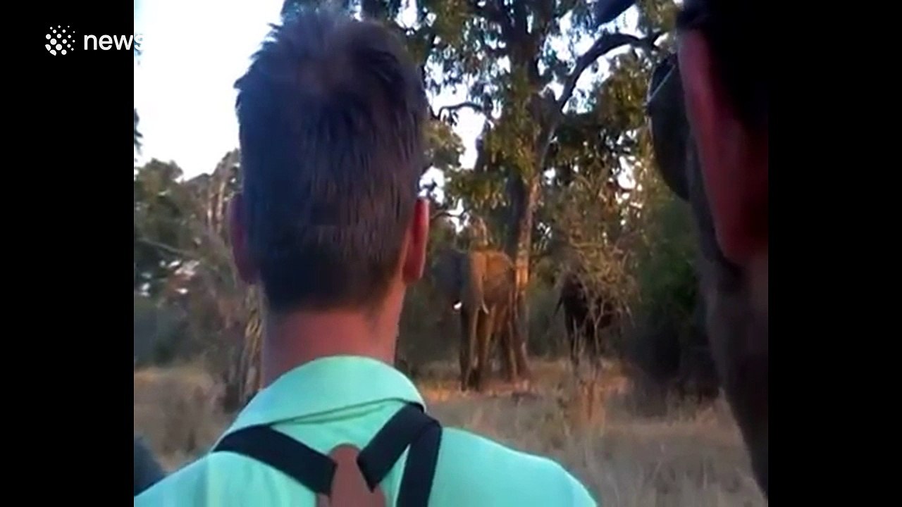 Bull elephants gang up on backpackers