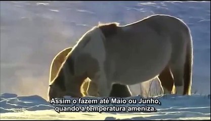 Rússia Selvagem: Sibéria | Documentário National Geographic | [Legendado]