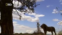 Guerra de Leões (Dublado) Documentário Completo National Geographic