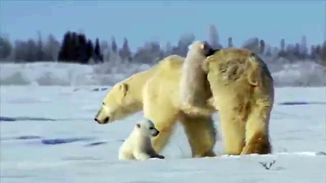 Белая медведица с медвежатами. Прикольная медведица с двумя забавными медвежатами