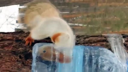 Беличья трапеза. Смешная белка подкрепилась слегка