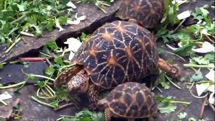 Вечеринка у черепах. Нашествие смешных черепах