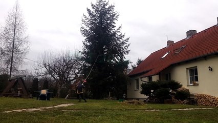 28.1.2016 Trees Cutting