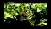 Serpentes Gigantes (Dublado) Documentário Completo National Geographic