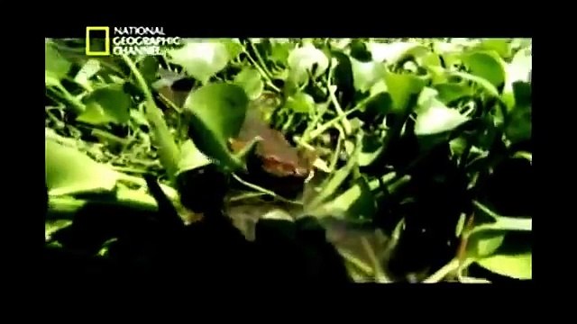 Serpentes Gigantes (Dublado) Documentário Completo National Geographic