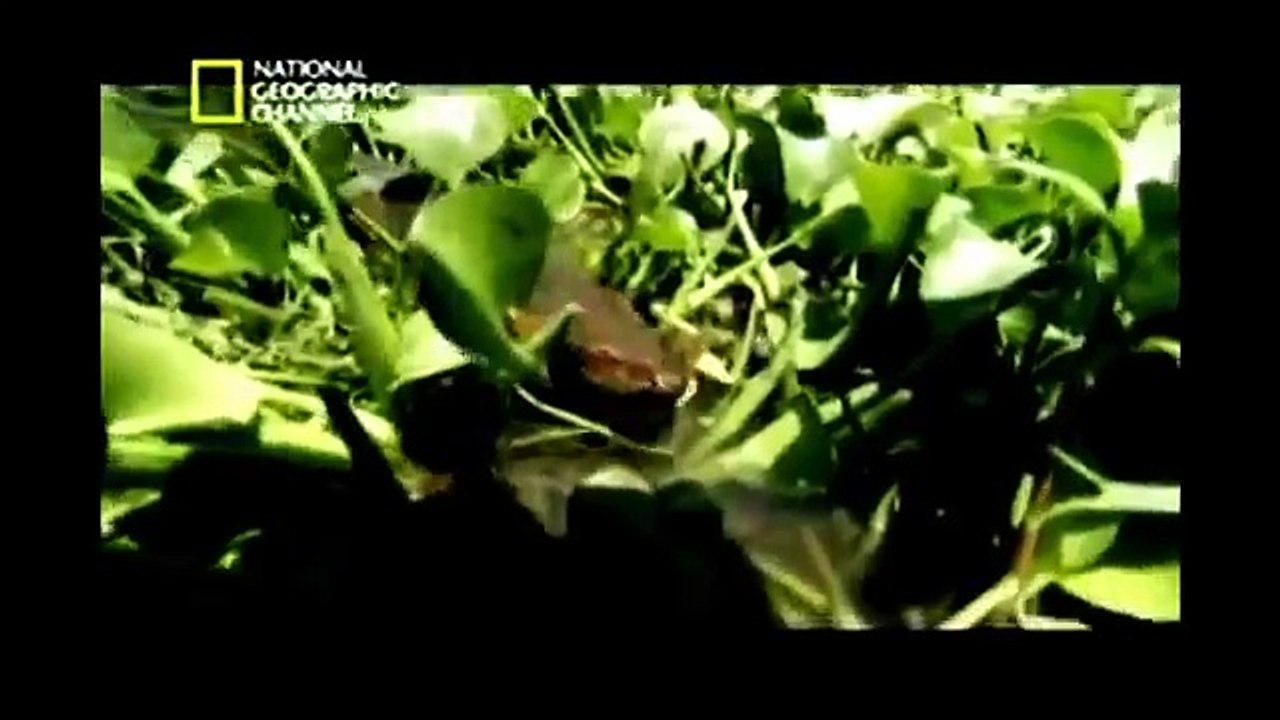 Serpentes Gigantes (Dublado) Documentário Completo National Geographic