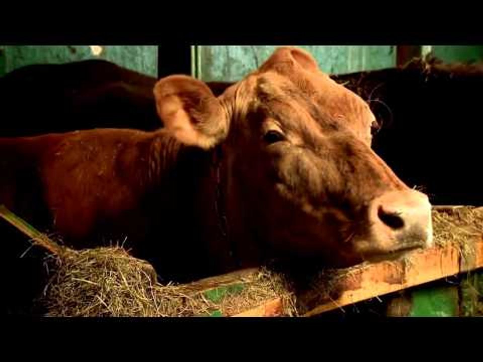 Trashed Trailer Italiano