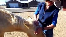 The Healing Influence Of Horses (Part One) Monthly (NCH Software used)